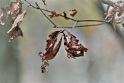 30th Mar 2022 - Day 90: All the Leaves are Brown ...