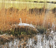 20th Apr 2022 - Nesting Swan 