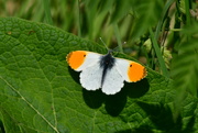 24th Apr 2022 - Orange tipped butterfly