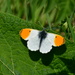 Orange tipped butterfly by rosiekind