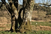 23rd Apr 2022 - moss and shadows