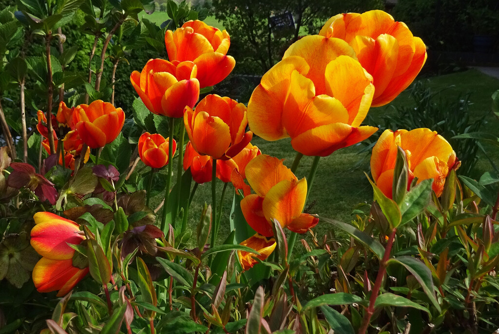 Tulips in the garden by marianj