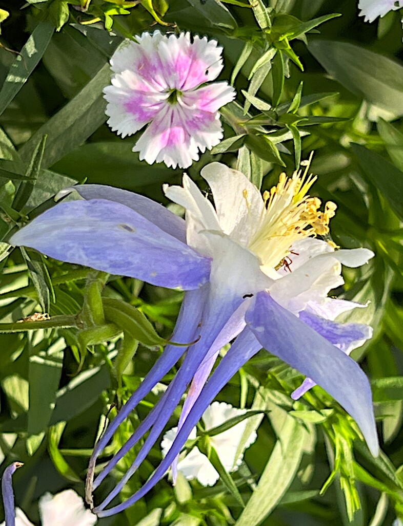 Blue columbine and dianthus by congaree