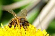 24th Apr 2022 - Honey Bee