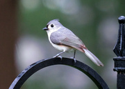 20th Apr 2022 - Tufted Titmouse