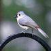 Tufted Titmouse by lsquared