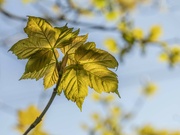 24th Apr 2022 - Spring Leaves