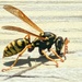 Bee Season by photogypsy