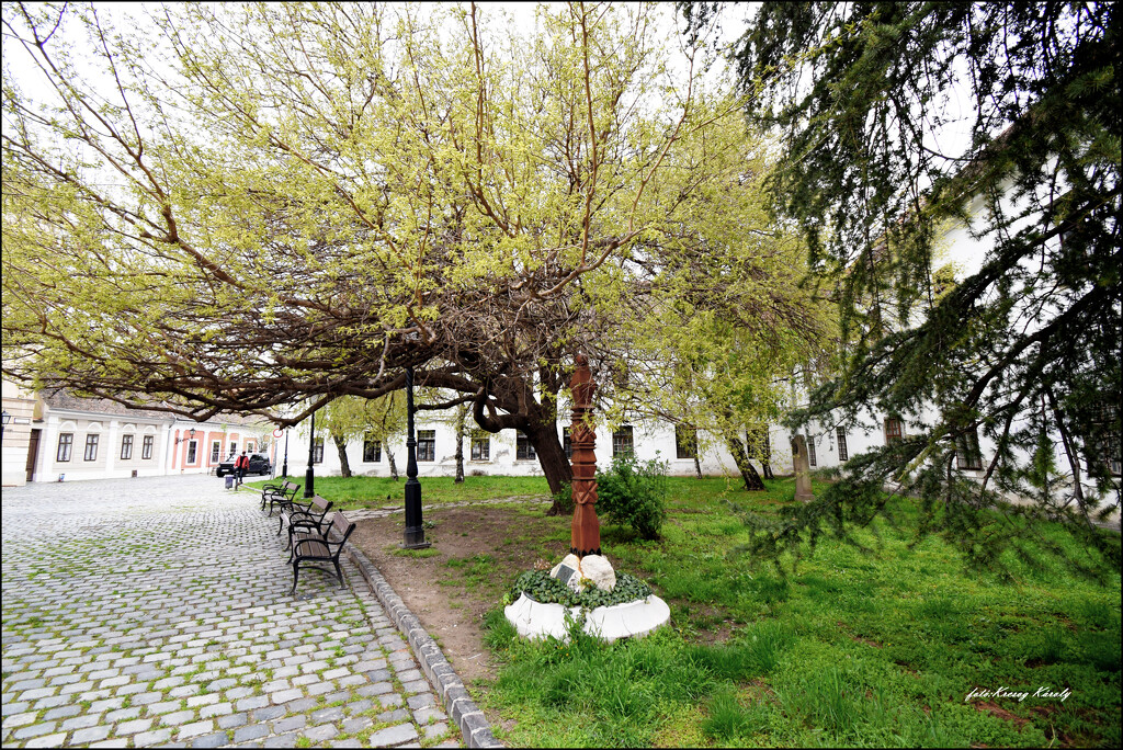 Trees extending above benches by kork