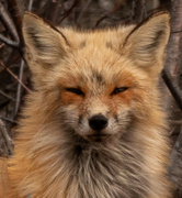 24th Apr 2022 - Foxy