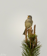 24th Apr 2022 - White Crowned Sparrow Singing Love Songs