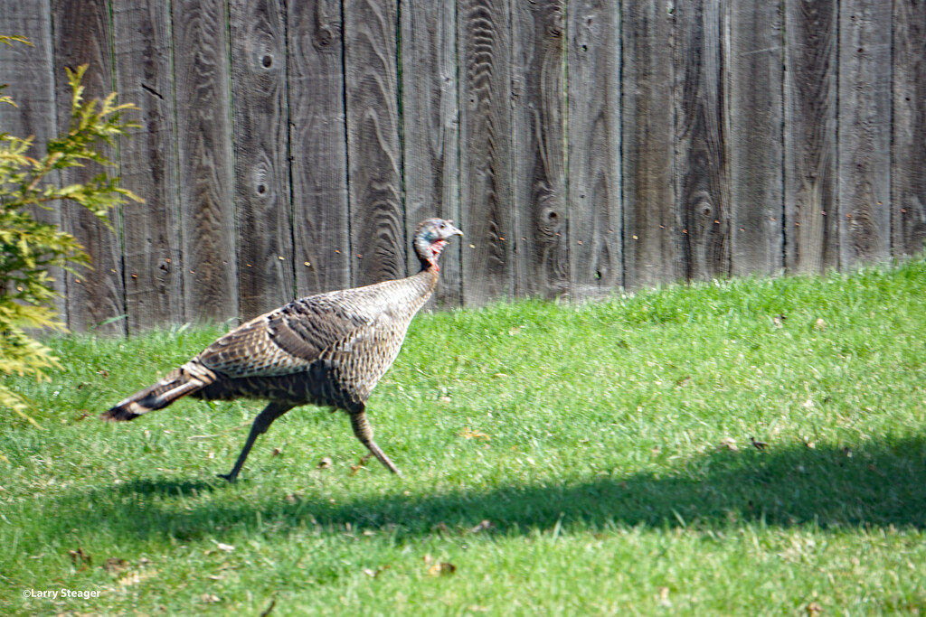 Wild Turkey by larrysphotos