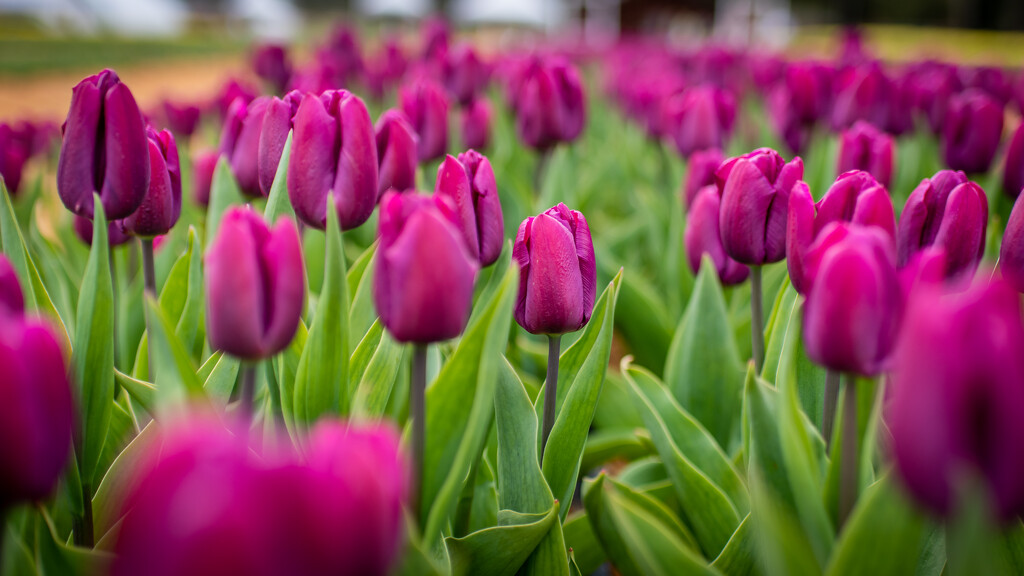 Tulip Field by kwind