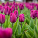 Tulip Field by kwind