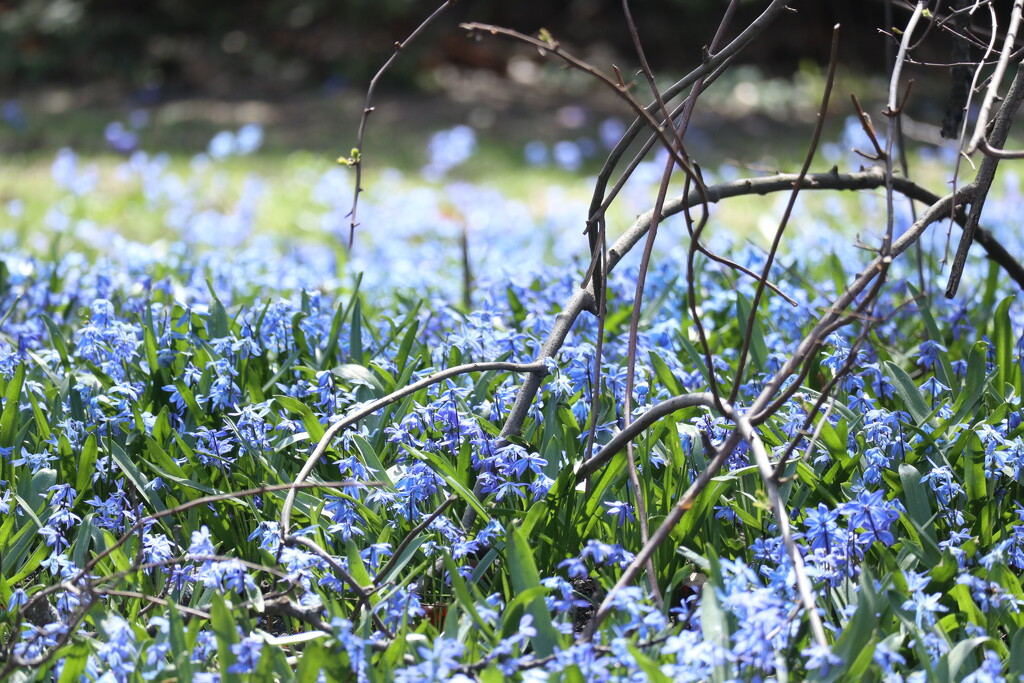 Blue Fields by 365projectorgheatherb