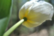 9th Apr 2022 - Day 99: Tulips are blooming ...