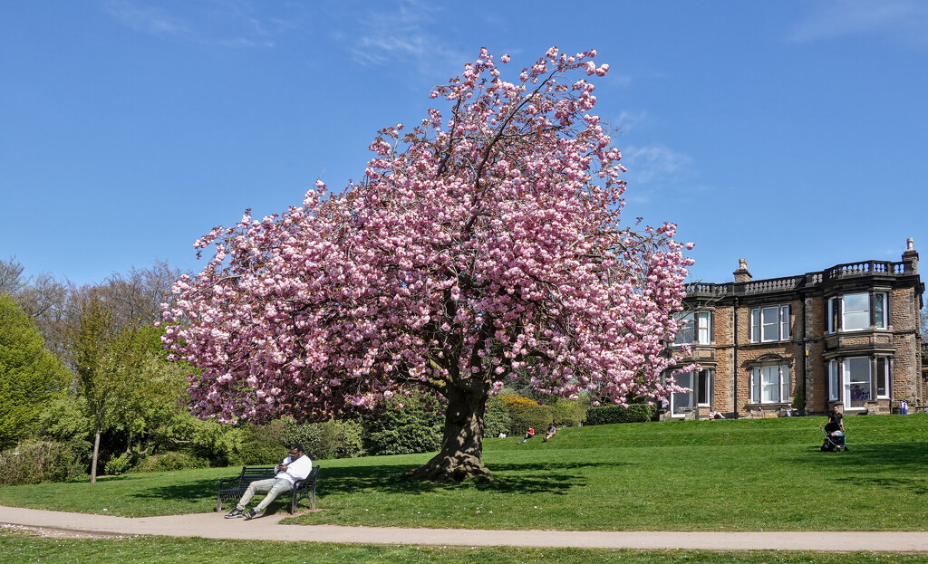 Woodthorpe Park Blossom by phil_howcroft