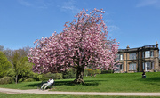 21st Apr 2022 - Woodthorpe Park Blossom