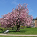 Woodthorpe Park Blossom by phil_howcroft