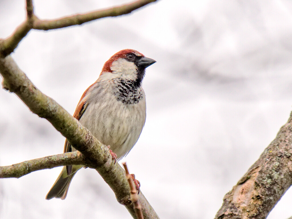 House Sparrow by brotherone