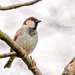 House Sparrow by brotherone