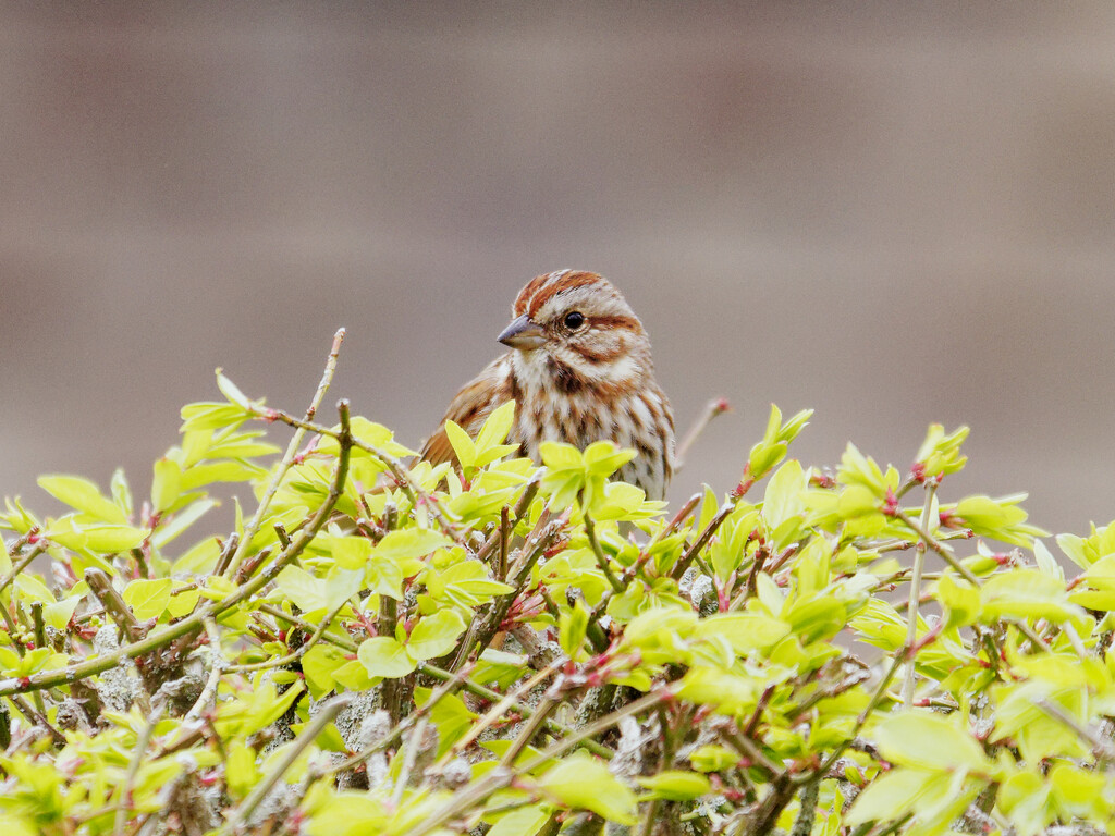 Song Sparrow by brotherone