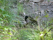 24th Apr 2022 - Mallard Duck in Pond 