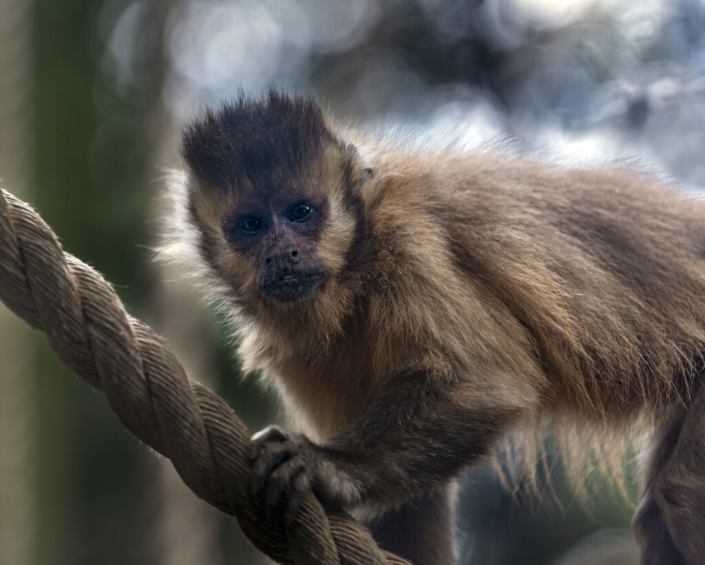 Capuchin Monkey by nickspicsnz