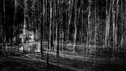 23rd Apr 2022 - dark woods