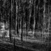 dark woods by northy