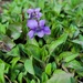 Ground Cover by kimmer50