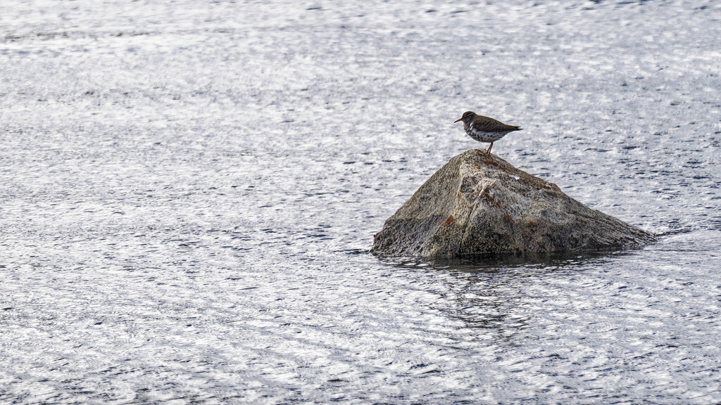 spotted sandpiper by rminer