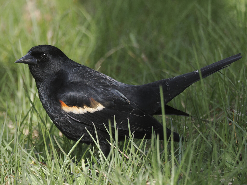 Red-winged blackbird in the grass by rminer