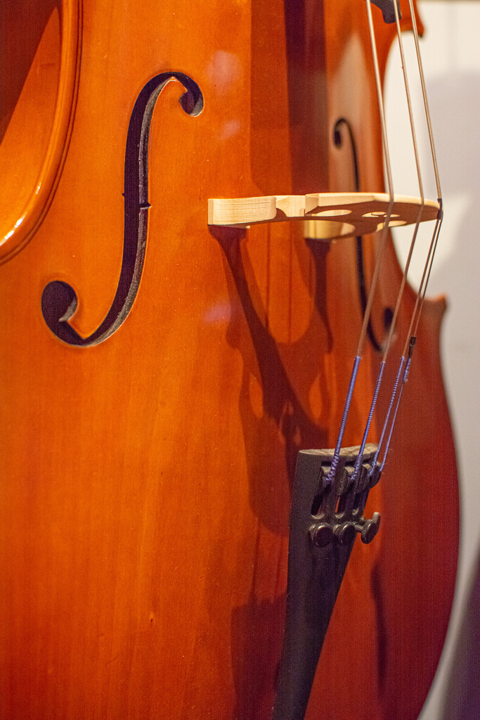 Cello body... by thewatersphotos