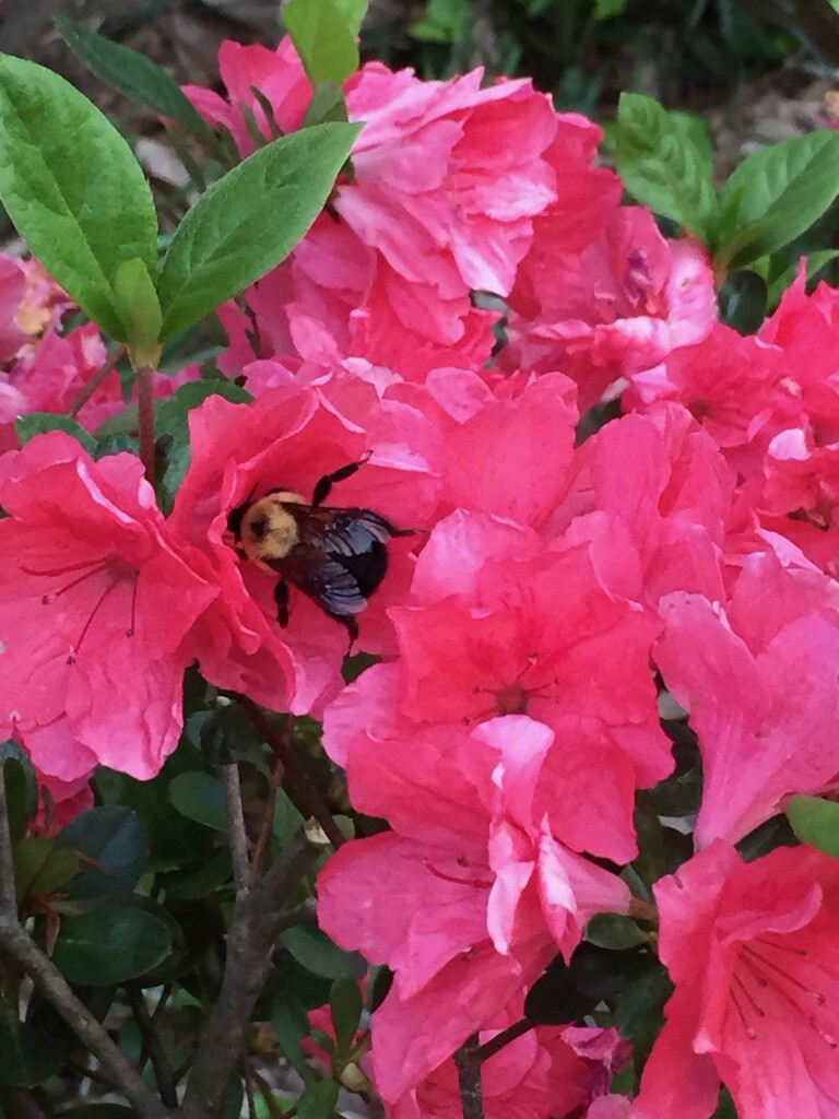 Bumblebee by margonaut