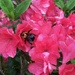 Bumblebee by margonaut