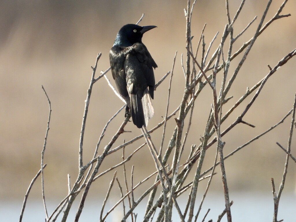 Grackle sunning by amyk