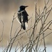 Grackle sunning by amyk