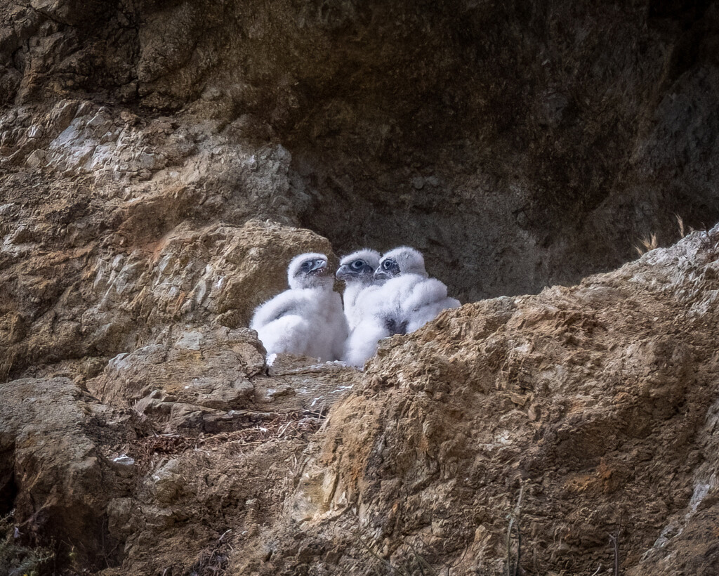 Young Peregrine Falcons by nicoleweg