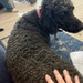 Lucy the poodle! by nicoleratley