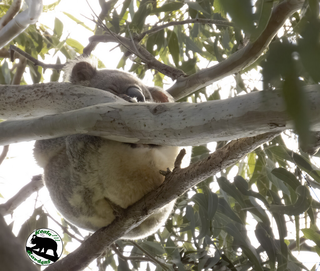 a little help from a stick by koalagardens