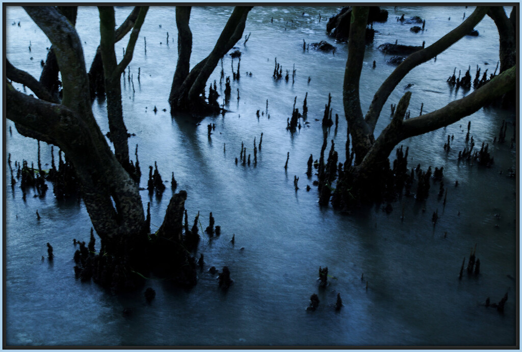 The mangroves by dide