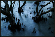 24th Apr 2022 - The mangroves