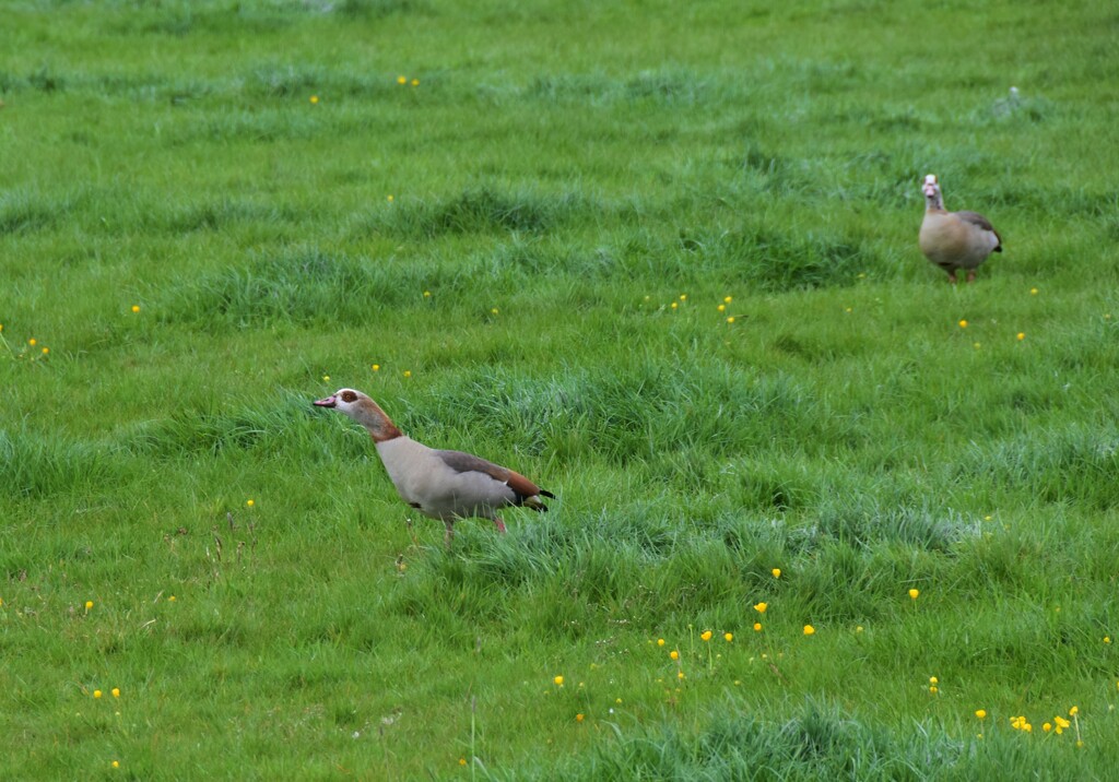 Egyptian Geese by 365anne