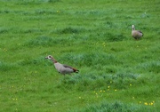 24th Apr 2022 - Egyptian Geese