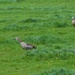 Egyptian Geese by 365anne