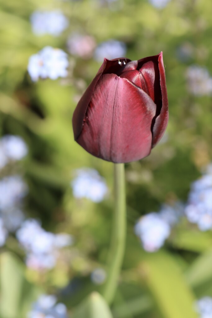 Plumb colour Tulip by jeremyccc