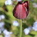 Plumb colour Tulip by jeremyccc