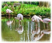 25th Apr 2022 - Flamingoes And Reflections