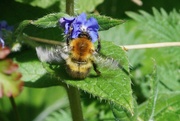 23rd Apr 2022 - A VERY BUZZY BUSY BEE
